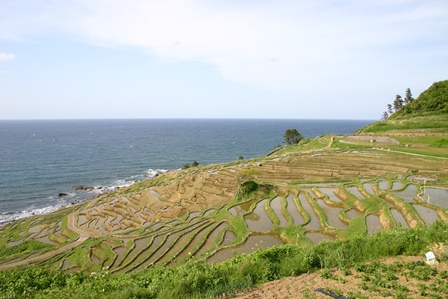 白米千枚田