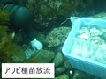 【HP用】アワビ種苗放流